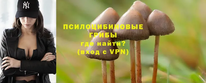 Галлюциногенные грибы Psilocybe  OMG как войти  Звенигово 